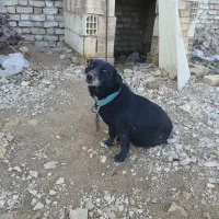 سگ پاکوتاه .مخصوص نگهبانی