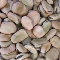 باقلای خشک