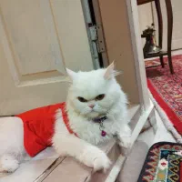 گربه ماده پرشین اسکاتیش