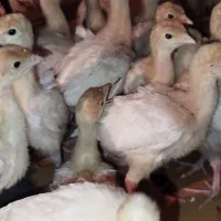 بوقلمون یک ماهه