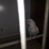 کوتوله نر  نژاد بالا