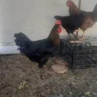 خروس