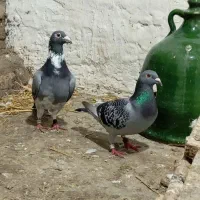 کبوتر مسافتی‌320نشسته