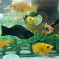 ماهی زینتی مولی گاوی