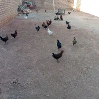 مرغ و خروس