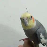 عروس هلندی سخنگو