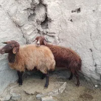 میش چاق برای کشتار