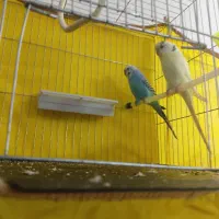 جفت مرغ عشق