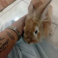 خرگوش معاوضه