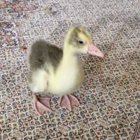 جوجه غاز یک ماهه