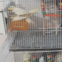عروس ماده بالغ سالم ۴ تخم