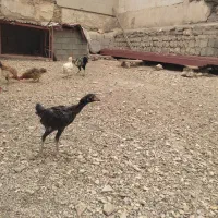 خروس|حیوانات مزرعه|جوانرود, |دیوار