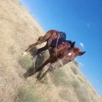 مادیون سرحال تازه سواره شده