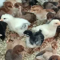 جوجه محلی