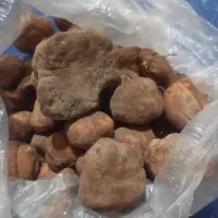 فروش دنبل صادراتی