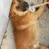 سگ نژاد جرمن شیپر