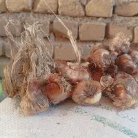پیاز زرپران