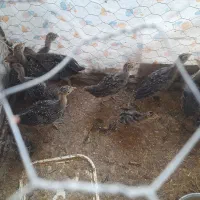 جوجه بوقلمون