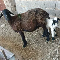 میش زاییده بزرگ