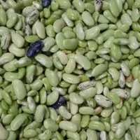 باقالی پاک شده بسته بندی