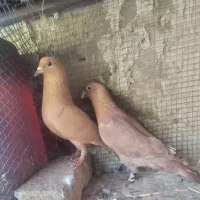 کفتر کرمونی