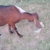 ..منت