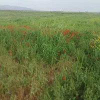 چوپان