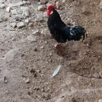 خروس|حیوانات مزرعه|اهواز, کوی جانبازان(دانش)|دیوار
