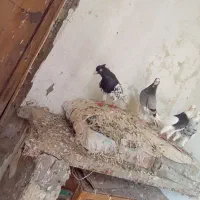 کبوتر