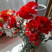 گل شقایق و گل طلایی