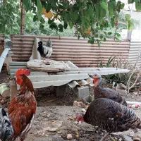 دوعددخروس لاری افغان ویک عددخروس پاکستانی