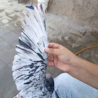 کبوتر سرور مشهدی نر مناسب چاشنی بازی