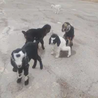 پخش بزغاله های  شیری ماک خورده