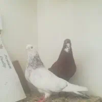 کفتر کاشی خونپاک