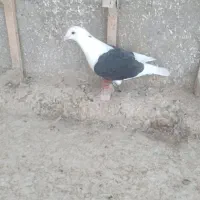 ماده پشت سیاه المانی