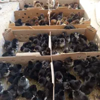 جوجه مرندی