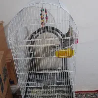 قفس یک متری کاسکوی