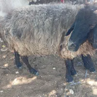 میش چاق تخت تخت