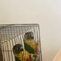 پرنده