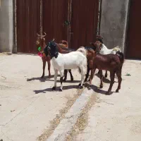 بزغاله ماده عروسک