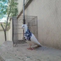 طوقی نر
