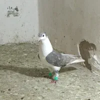 کفتر ساده صندل کاکلی عطیقه