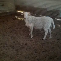 گوسفند زنده مغبول