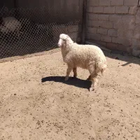 بره
