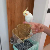 عروس هلندی نر