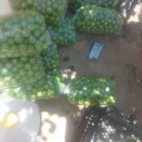 فروشه آلوچه درجه یک