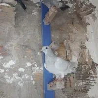 کفتر پرشی