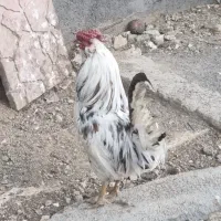 مرغ و خروس گلین