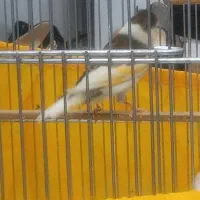 سهره قناری ابلغ