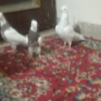 کبوتر طوقی جوجه